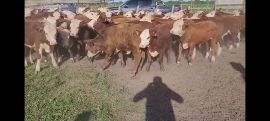 Lote 65 Terneros/as en Villaguay, Entre Ríos