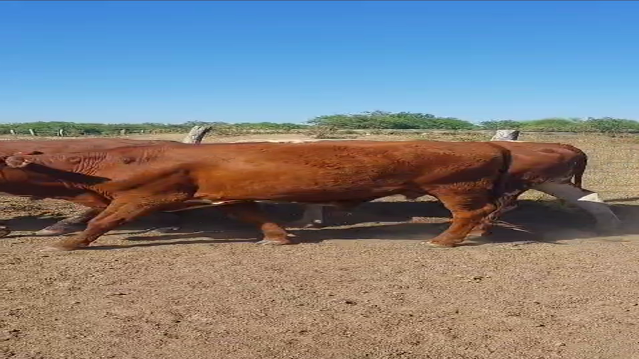 Lote 150 Novillos en Corrientes, Mercedes
