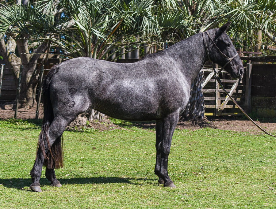 Lote Junta Rabia La Calavera