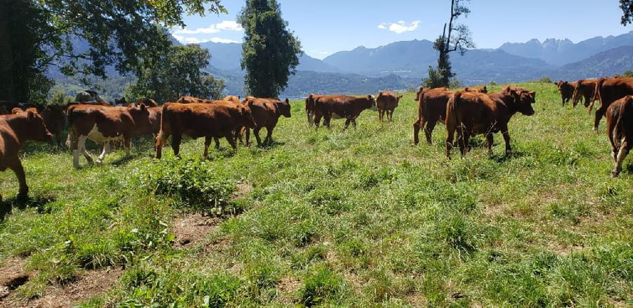 Lote 50 Novillo Engorda en Futrono, XIV Región Los Ríos