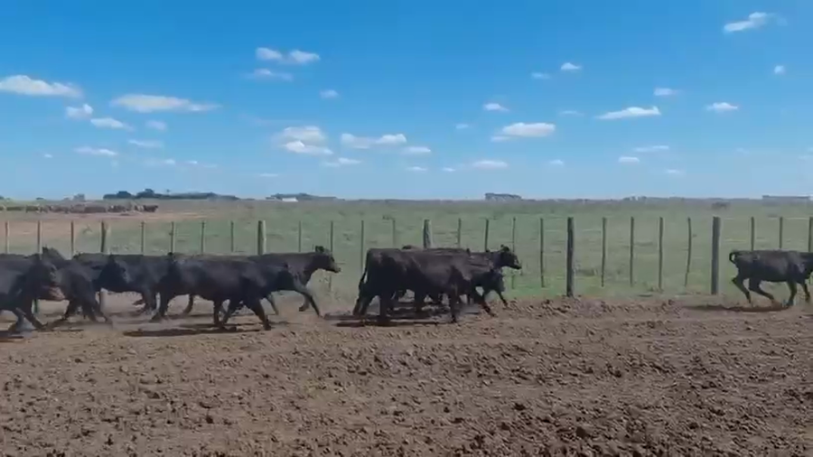 Lote 172 Terneras