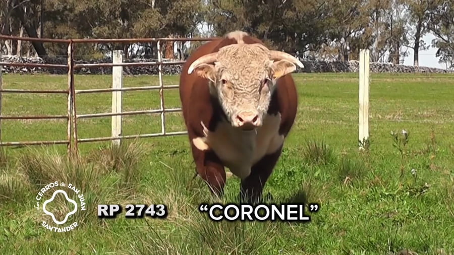 Lote Toro Hereford PO de 3 años