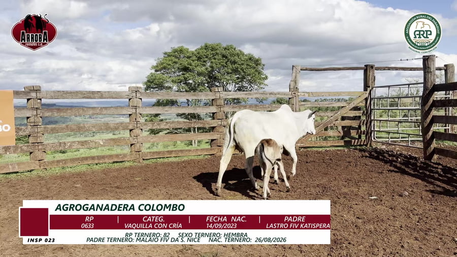Lote VAQUILLA CON CRÍA