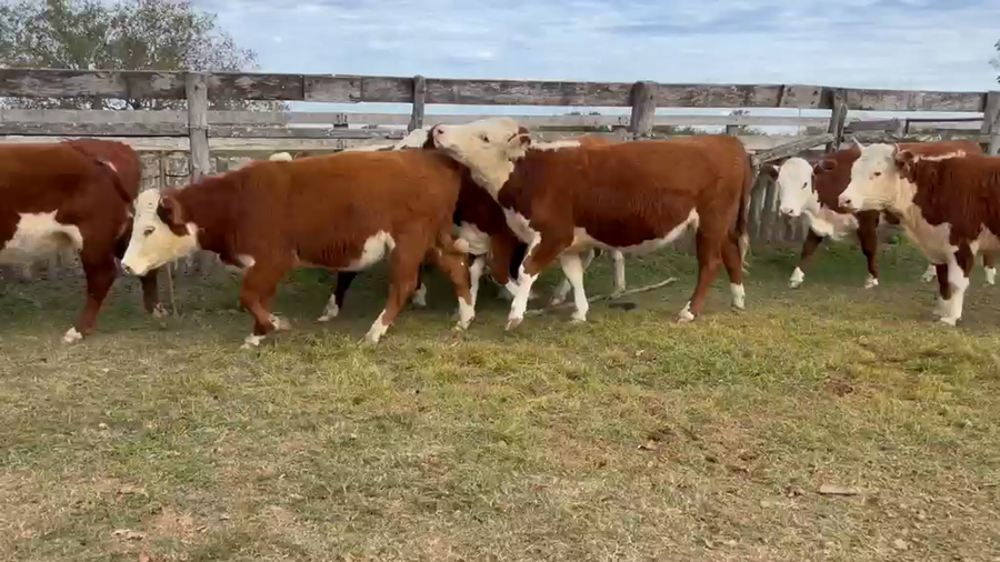 Lote 26 Vaquillonas C/ gtia de preñez