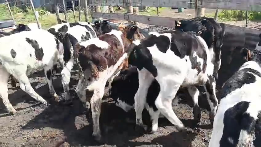 Lote 13 Terneros a remate en Pantalla Camy 70kg - , San José