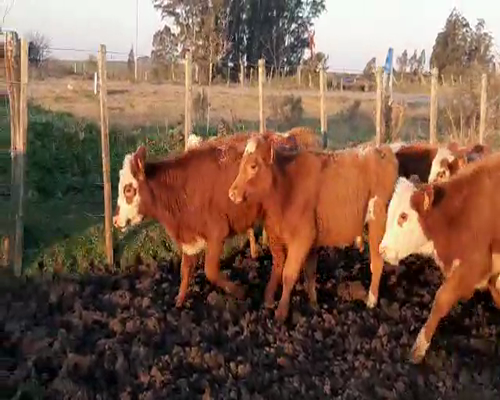 Lote 14 Terneras CRUZAS HEREFOR LIMOUSIN a remate en Pantalla Camy 120 - 140kg - , San José