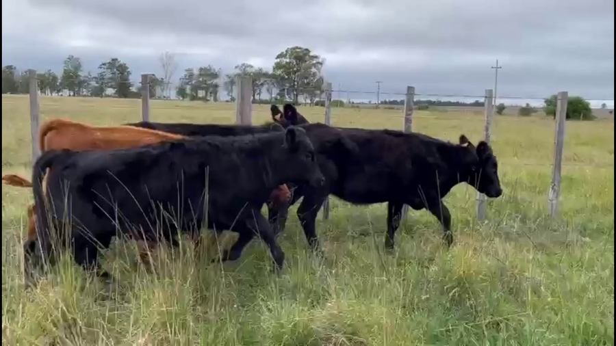 Lote TERNEROS Y TERNERAS