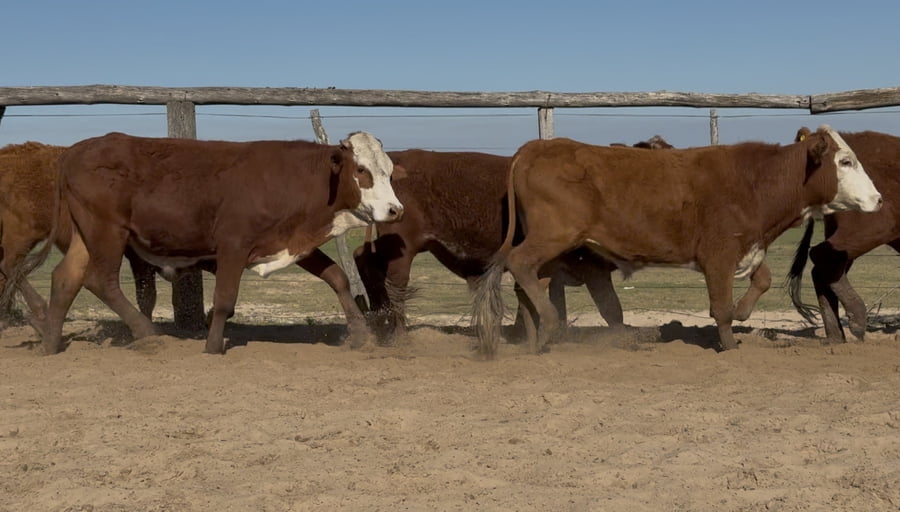 Lote 75 Novillitos en Corrientes, Chavarría