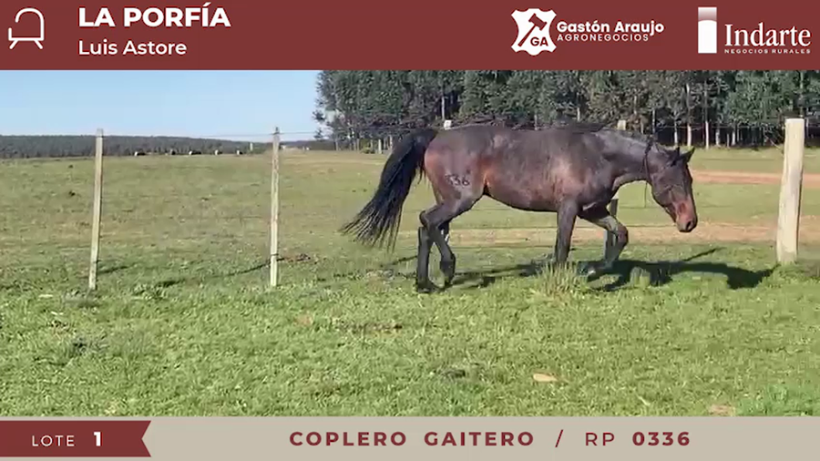 Lote COPLERO GAITERO