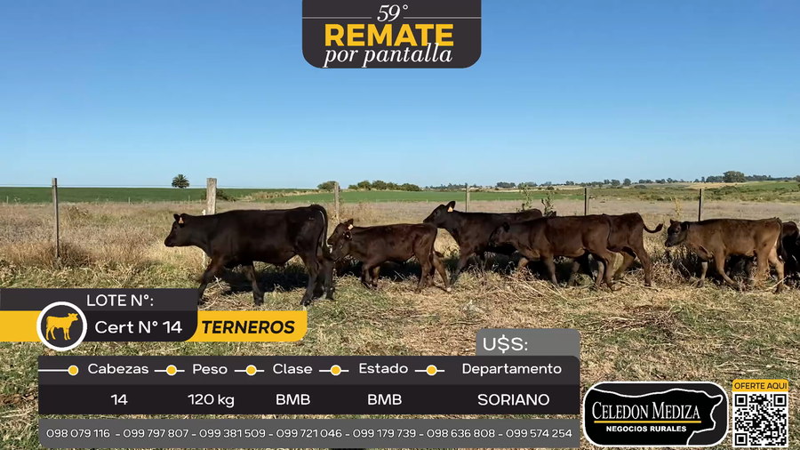 Lote 14 Terneros en Otra Localidad, Soriano