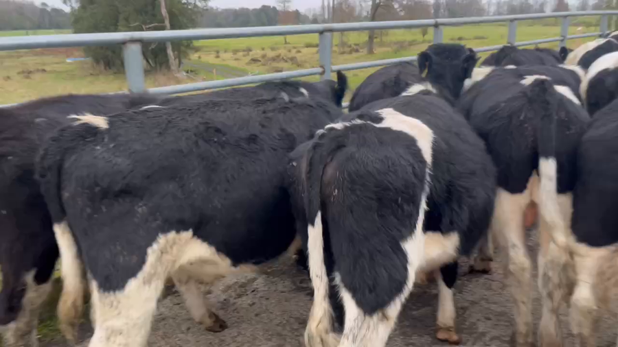 Lote 65 Ternero en Río Bueno, XIV Región Los Ríos