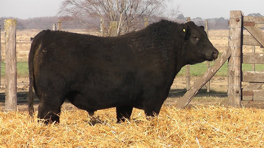 Lote TOROS PUROS POR CRUZA