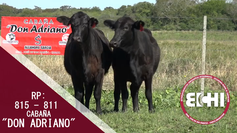 Lote VAQUILLAS PREÑADAS BRANGUS CABAÑA DON ADRIANO