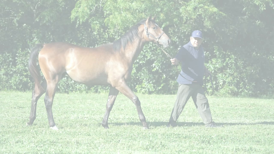 Lote RED BLUES (LUTHIER BLUES - RED PIN)