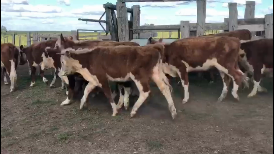 Lote 32 Vaquillonas 1 a 2 años en Paraje La Manguera,Treinta y Tres