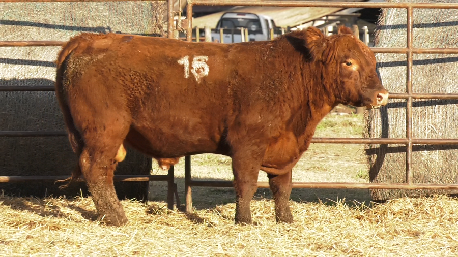 Lote TOROS ANGUS COLORADOS  PC