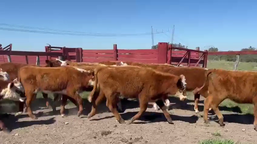 Lote 40 Terneras