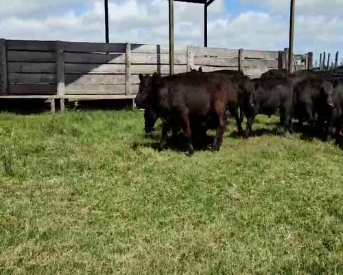 Lote 64 Novillitos en Saladillo, Buenos Aires