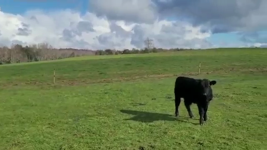 Lote 60 Ternero en Panguipulli, XIV Región Los Ríos