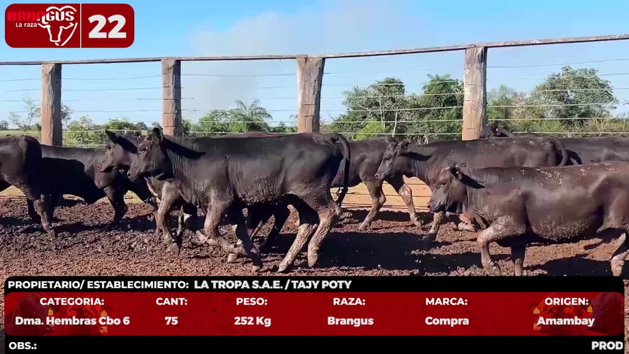 Lote LOTE 22 - POR PANTALLA