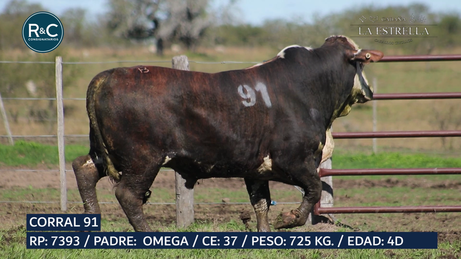 Lote Toro Media sangre