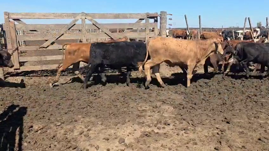 Lote 570 Terneros en Santa Fe, Carcarañá