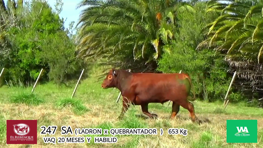 Lote Toros a remate en Angus el Rebenque  en Asociación Rural de Florida