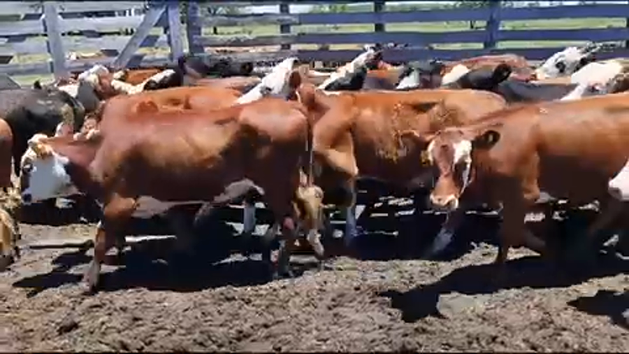 Lote 50 Terneros/as en Concepción del Uruguay, Entre Ríos