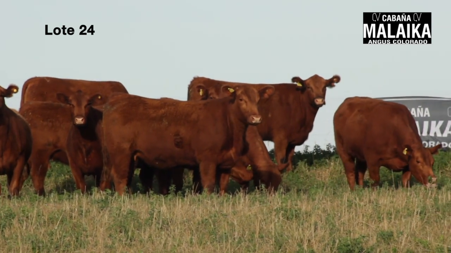 Lote "VAQUILLONAS MAS PREÑADAS ""CABAÑA MALAIKA"""