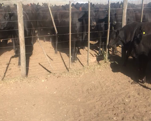 Lote 100 Terneros/as en Coronel Suarez, Buenos Aires