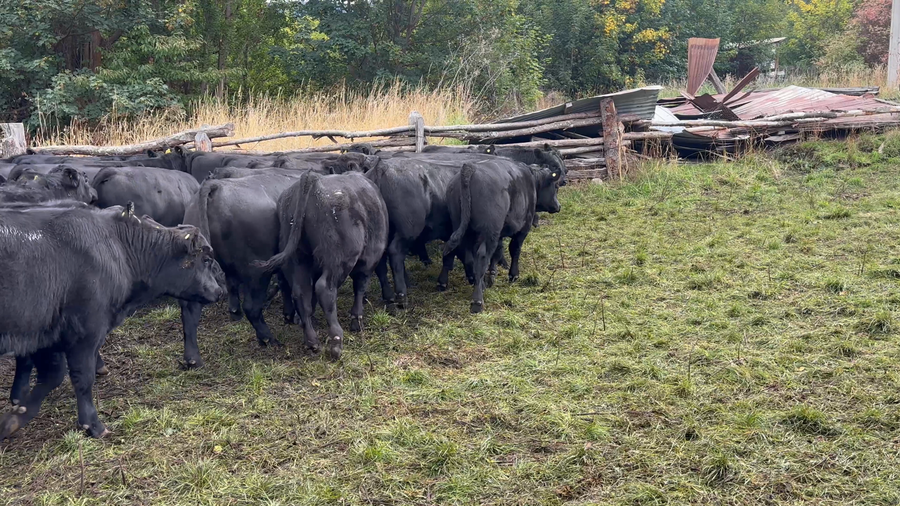Lote 43 Ternero en Coyhaique, XI Región Aysén