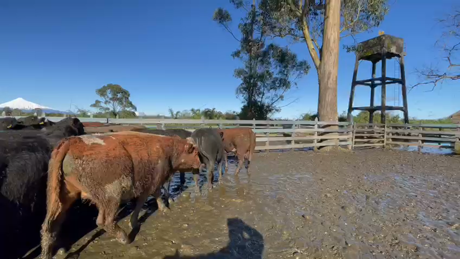 Lote 42 Novillo Gordo en Osorno, X Región Los Lagos