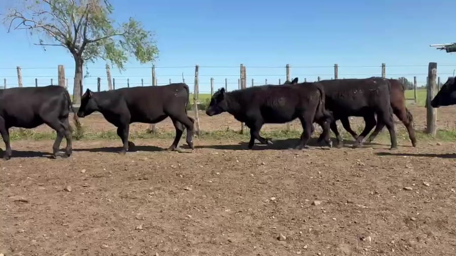 Lote 26 Vaquillonas 1 a 2 años 24 AA,  2AAXBR a remate en Expo Campanero 287kg -  en OMBUES