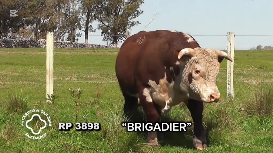 Lote Toro Hereford PI de 3 años