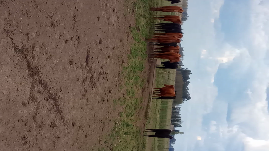 Lote 35 Terneros en Buenos Aires, Tapalqué