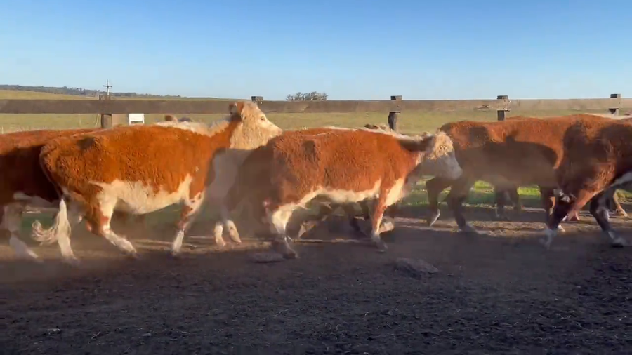 Lote Vacas Preñadas
