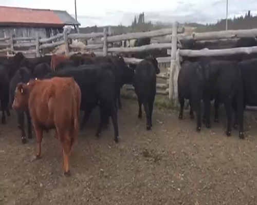 Lote 27 Ternero en Coyhaique, XI Región Aysén