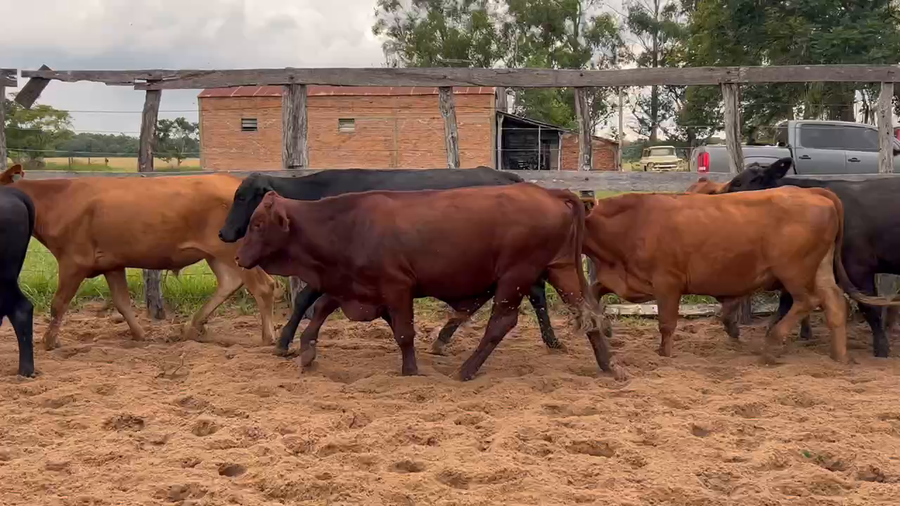 Lote 67 Novillos en Itatí, Corrientes