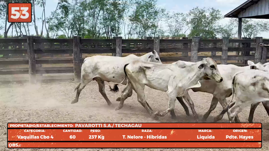 Lote LOTE 53