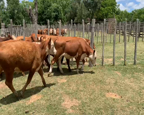 Lote 7 Novillos 1 a 2 años en Melo, Cerro Largo