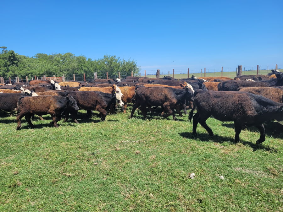 Lote 65 Novillitos en Dolores, Buenos Aires