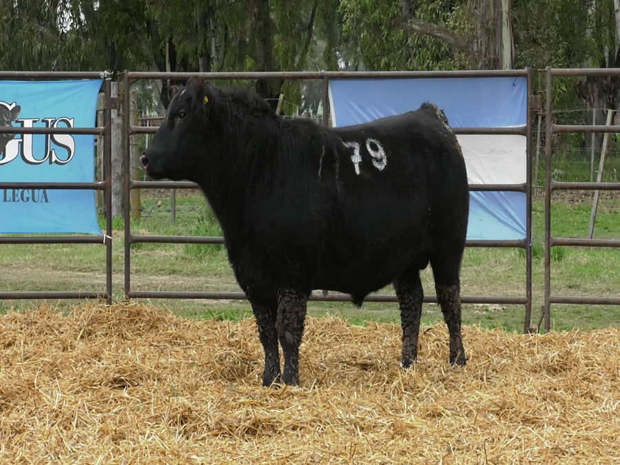 Lote TOROS ANGUS NEGROS PC