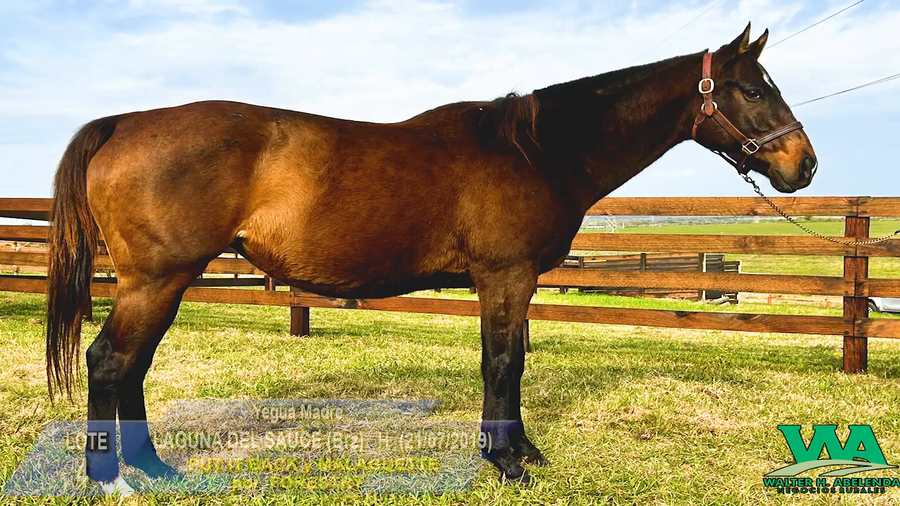 Lote LAGUNA DEL SAUCE (Brz)