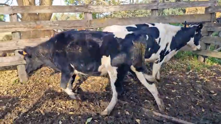 Lote 2 Vaquillonas  a remate en Pantalla Camy, San José