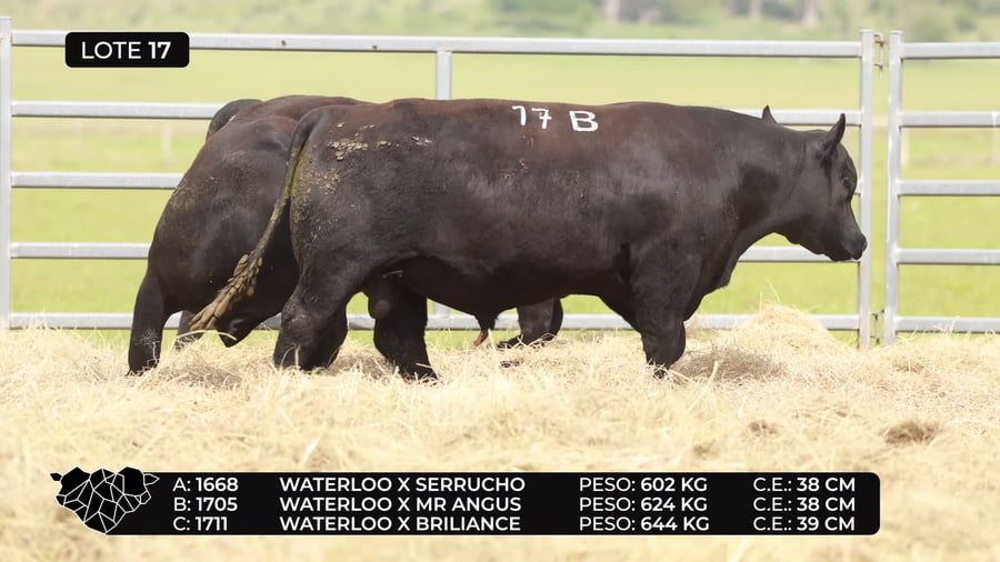 Lote Lote 17