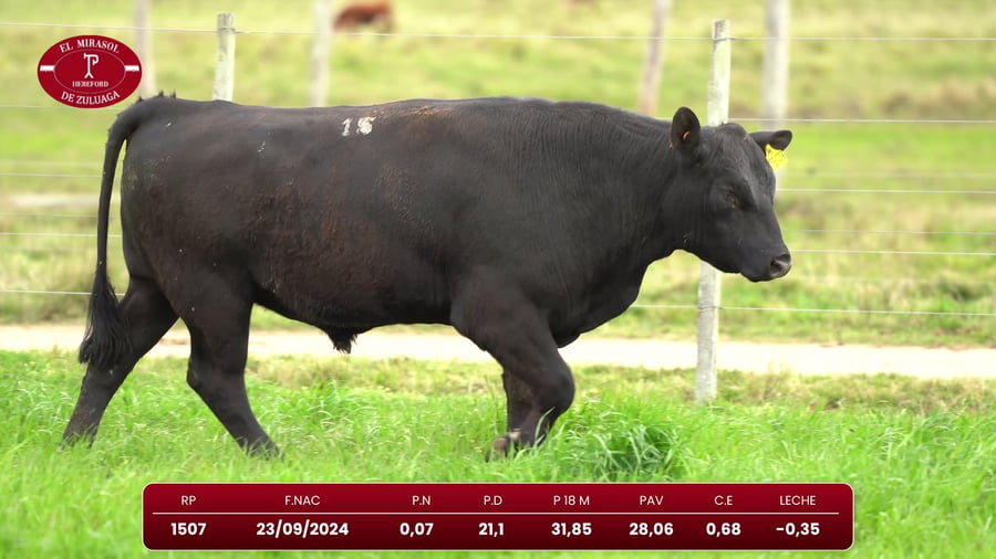 Lote Angus