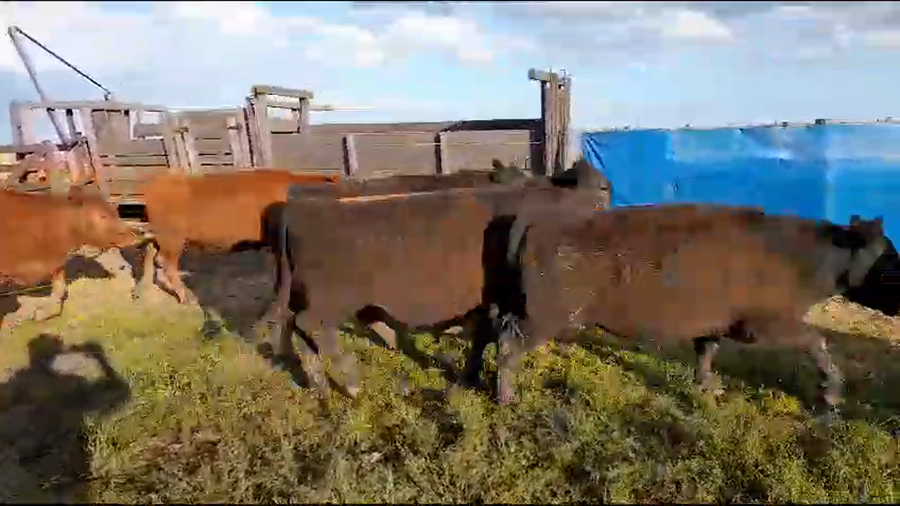 Lote 10 Novillitos en Benito Juárez, Buenos Aires