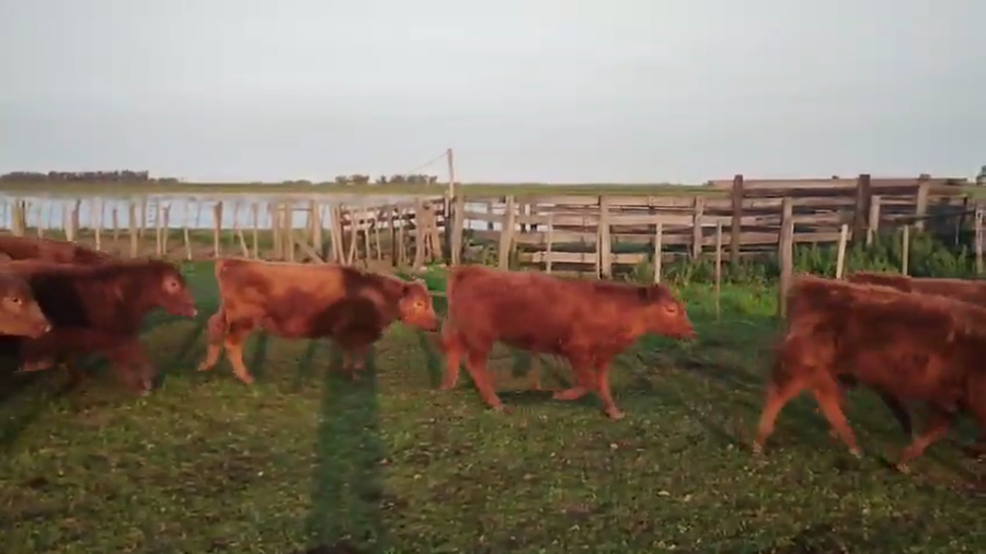 Lote 34 Terneros/as en Pehuajó