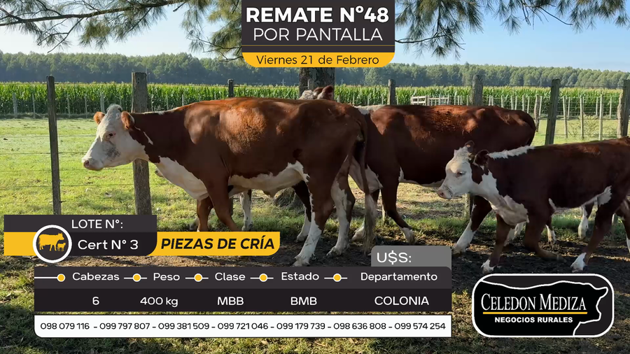 Lote 6 Piezas de cría en Otra Localidad, Colonia