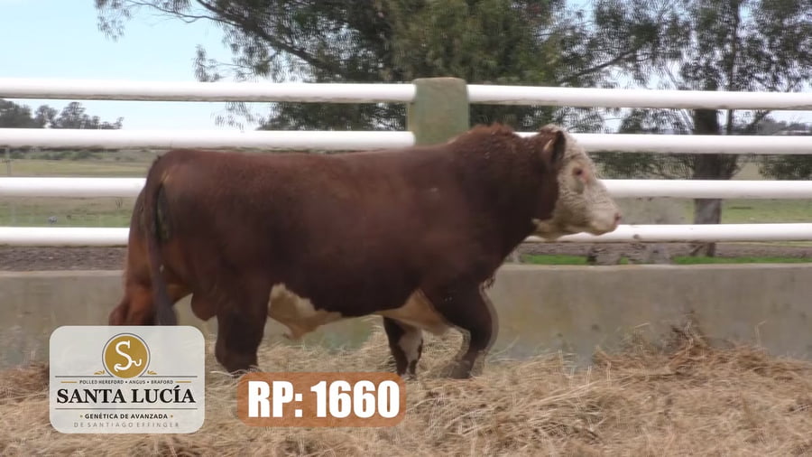 Lote Hereford